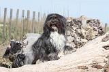 PETIT CHIEN LION 067